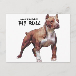 Pitbull Briefkaart