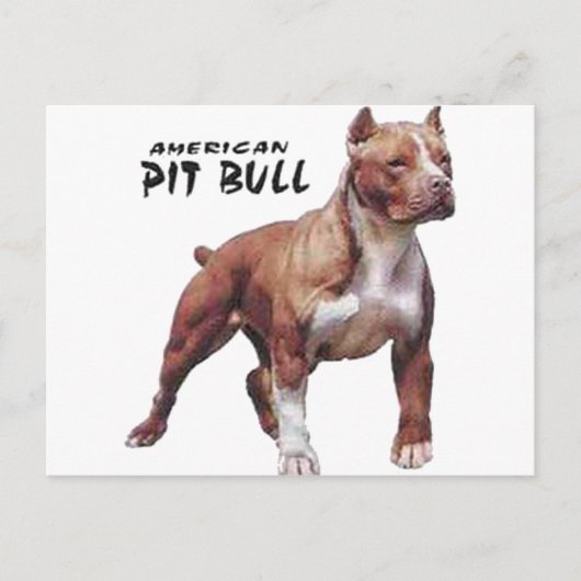 Pitbull Briefkaart (Voorkant)