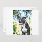 Pitbull Briefkaart (Voorkant / Achterkant)