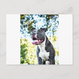 Pitbull Briefkaart
