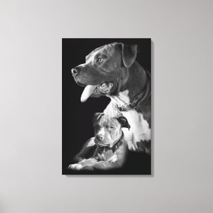 Pitbull Canvas Afdruk