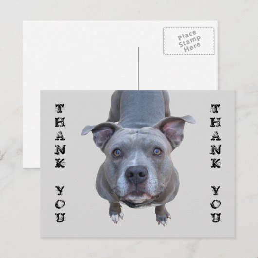 Pitbull Dank u Briefkaart (Voorkant / Achterkant)