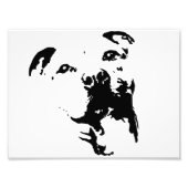 Pitbull Dog Foto Afdruk (Voorkant)