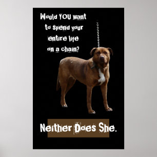 Pitbull Dog op een ketting Poster