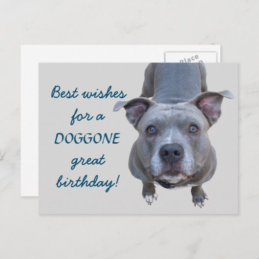 Pitbull Doggone Grote Verjaardag Briefkaart (Voorkant / Achterkant)