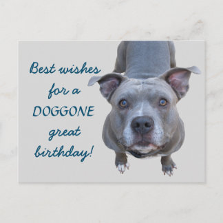Pitbull Doggone Grote Verjaardag Briefkaart