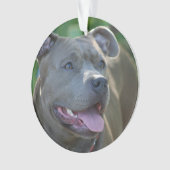 Pitbull-doodshond Ornament (voorkant)