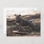 Pitbull en Briefkaart van Skateboard (Voorkant / Achterkant)