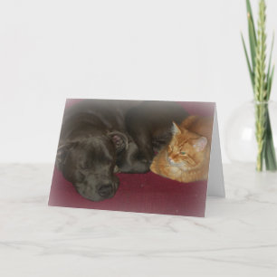 Pitbull en Tabby Kat Vrienden Voor Altijd Kaart