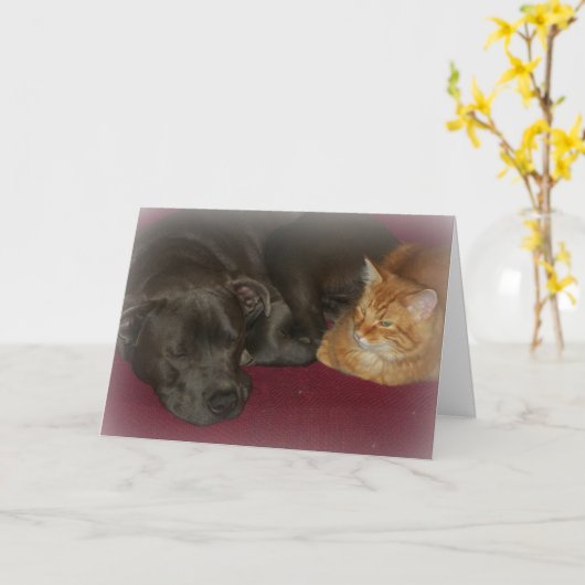 Pitbull en Tabbykat Vrienden voor het Leven  Kaart (Gele Bloem)