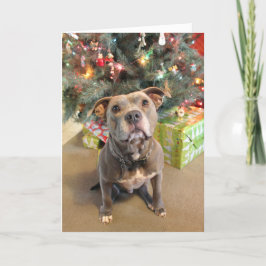 Pitbull Extra Cookie-kerstkaart Feestdagen Kaart