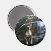 Pitbull hond in auto magneet (Voorkant / Achterkant)