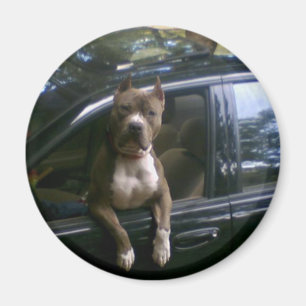 Pitbull hond in auto magneet