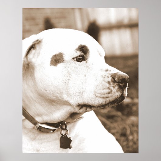 pitbull hond sepia haat daad niet ras poster (Voorkant)