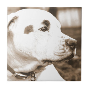 pitbull hond sepia kleur haat daad niet ras tegeltje