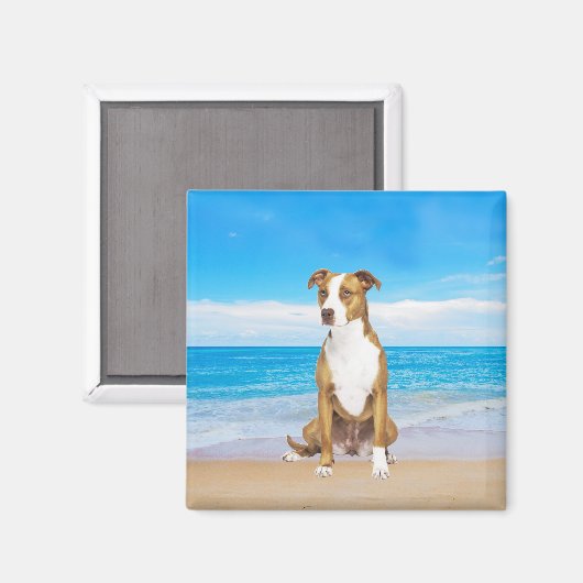 Pitbull hond zitten op het strand magneet (Voorkant / Achterkant)