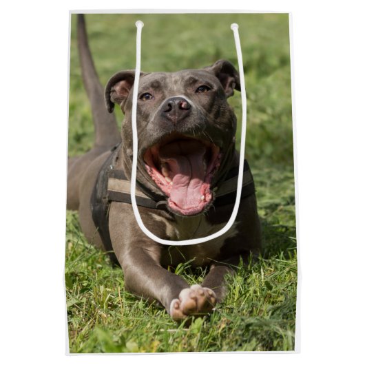 Pitbull in de gras | Foto bewerken Medium Cadeauzakje (Achterkant)
