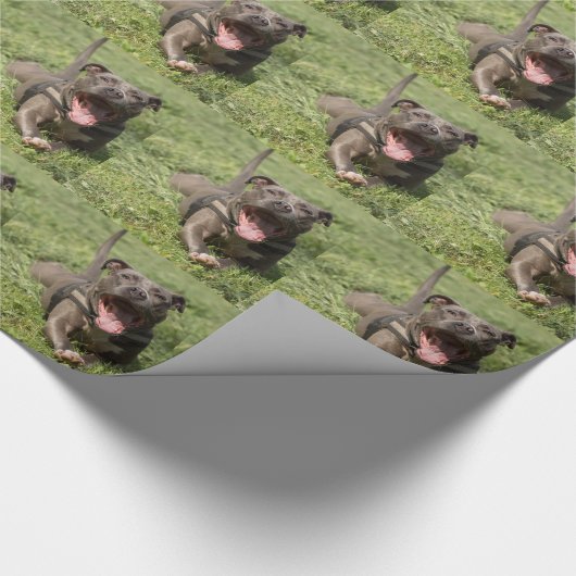 Pitbull in gras cadeaupapier (Hoek)