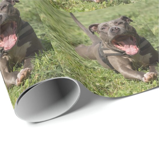 Pitbull in gras cadeaupapier (Rol Hoek)
