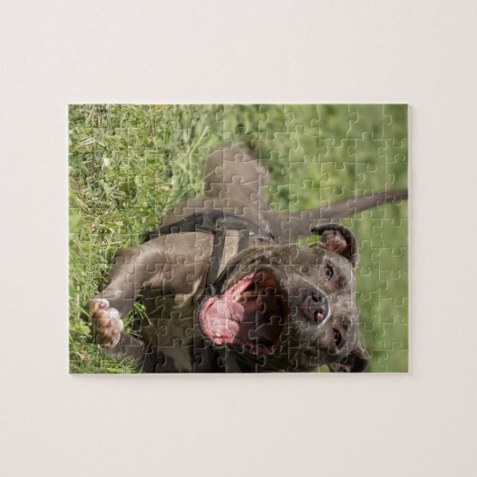 Pitbull in gras legpuzzel (Horizontaal)