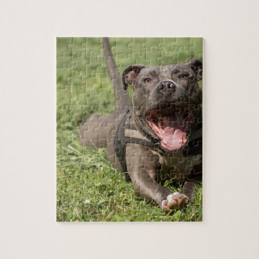 Pitbull in gras legpuzzel (Verticaal)
