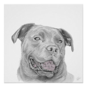Pitbull Kunsttekening Amerikaanse Staffordshire Te Poster