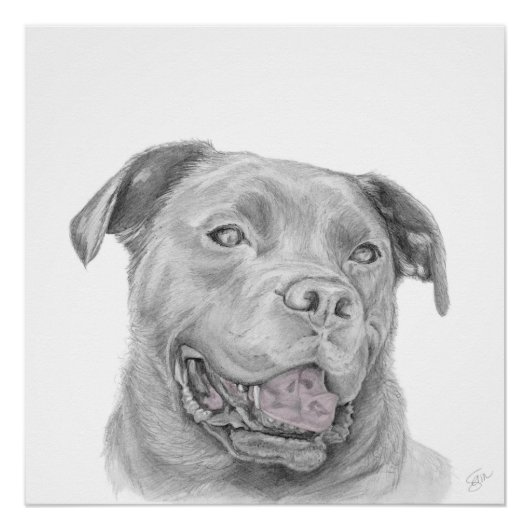 Pitbull Kunsttekening Amerikaanse Staffordshire Te Poster (Voorkant)