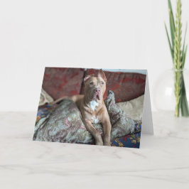 Pitbull Liefde Bedankkaart