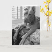 Pitbull-liefde Kaart (Gele Bloem)