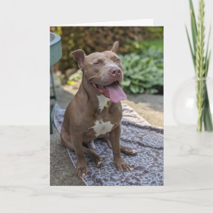 Pitbull Liefde Kaart