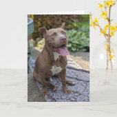 Pitbull Liefde Kaart (Gele Bloem)