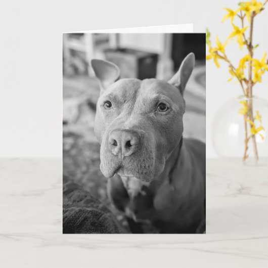 Pitbull Liefde Kaart (Gele Bloem)
