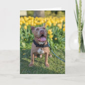 Pitbull Liefde Kaart (Voorkant)