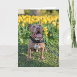 Pitbull Liefde Kaart