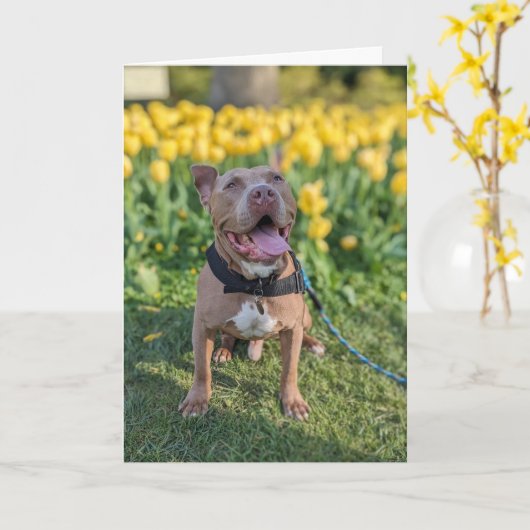 Pitbull Liefde Kaart (Gele Bloem)