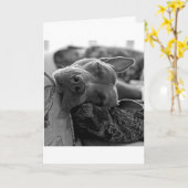 Pitbull Liefde Kaart (Gele Bloem)