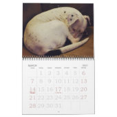Pitbull Love Calendar Kalender (Mar 2027)