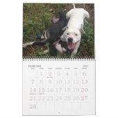 Pitbull Love Calendar Kalender (Feb 2027)