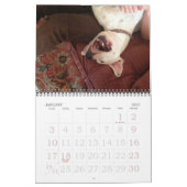 Pitbull Love Calendar Kalender (Jan 2027)