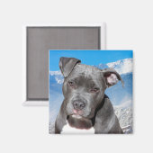 Pitbull Magneet (Voorkant / Achterkant)