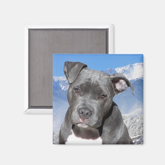 Pitbull Magneet (Voorkant / Achterkant)