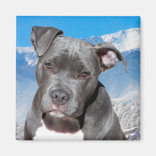 Pitbull Magneet