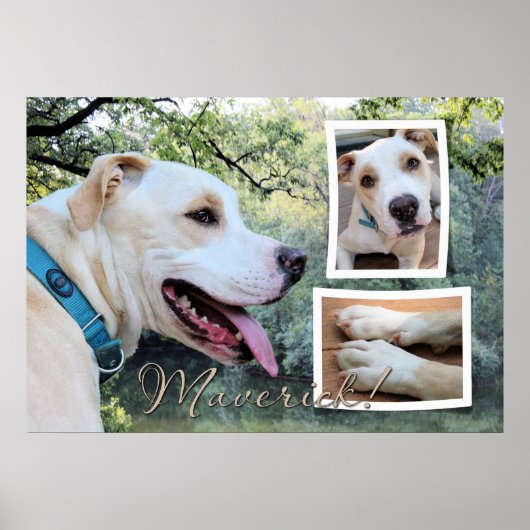 Pitbull - Maverick Composiet Poster (Voorkant)
