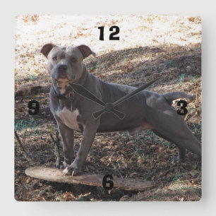 Pitbull met de Skateboard Genummerde Klok van de