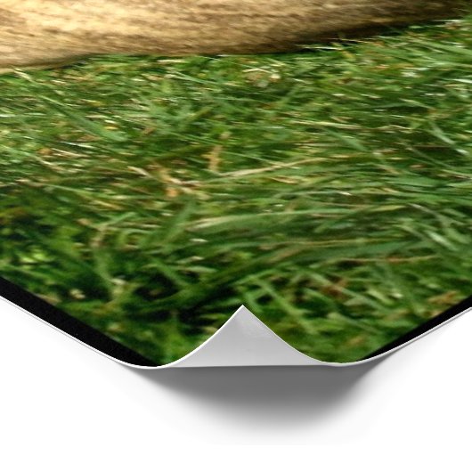 Pitbull met honkbal-poster poster (Hoek)