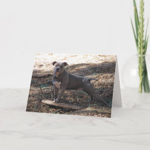 Pitbull met Skateboard Birthday Card Kaart