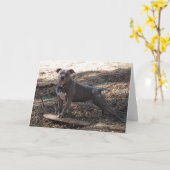 Pitbull met Skateboard Dare You Get Well Card Kaart (Gele Bloem)