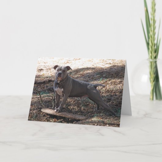 Pitbull met Skateboard Dare You Get Well Card Kaart (Voorkant)