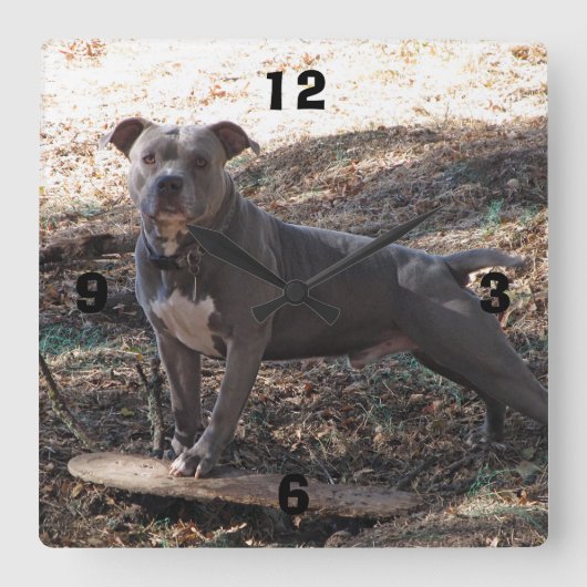 Pitbull met skateboard Genummerde Klok van de Muur (Voorkant)