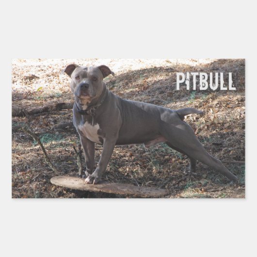 Pitbull met Skateboard-Stickers Rechthoekige Sticker (Voorkant)